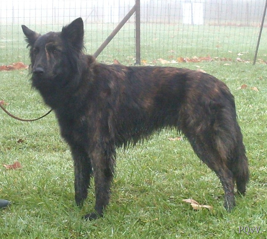  Gravin Grapphje van de Rozeborgh